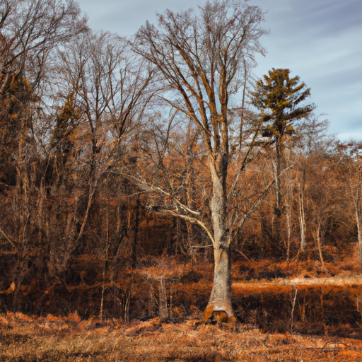 A serene image of nature to promote mindfulness